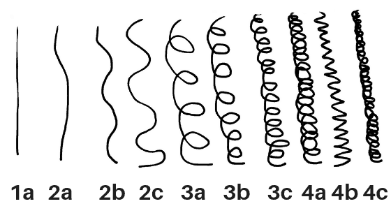 graphic with examples of single hair strands from the various hair structures by the most common hair classification 